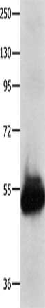 KCNA1 Antibody