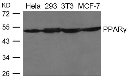 PPARG Antibody
