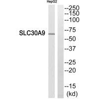 SLC30A9 Antibody