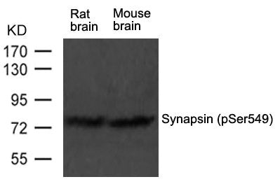 Phospho-Syn1 (Ser549) Antibody