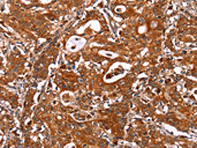 ICAM3 Antibody