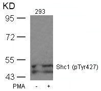 Phospho-SHC1 (Tyr427) Antibody