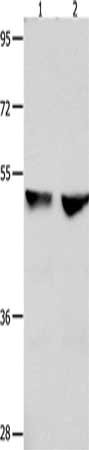 CDK9 Antibody