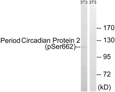 Phospho-PER2 (Ser662) Antibody