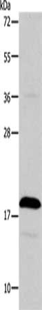 TSLP Antibody