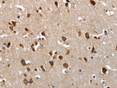 LAMA1 Antibody