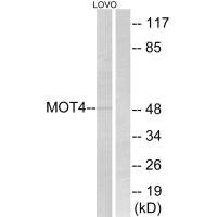 SLC16A3 Antibody