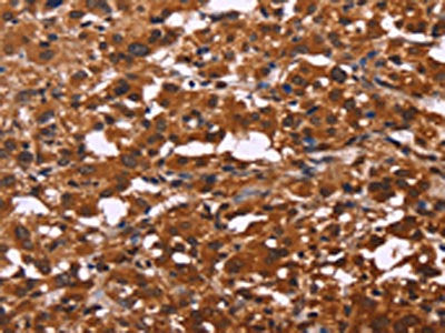 ART5 Antibody