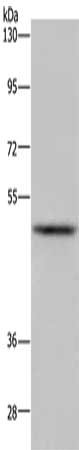 IRF4 Antibody