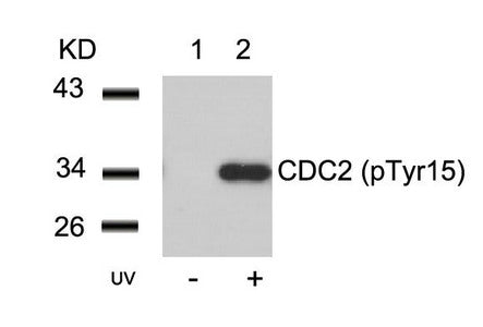 Phospho-CDK1 (Tyr15) Antibody
