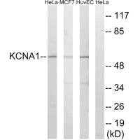 KCNA1 Antibody