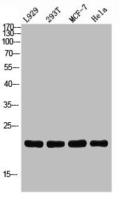 TNFRSF17 Antibody