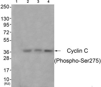 Phospho-CCNC (Ser275) Antibody