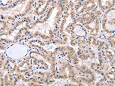 FADD Antibody