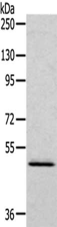 RCC1 Antibody