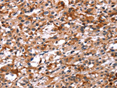 GCGR Antibody