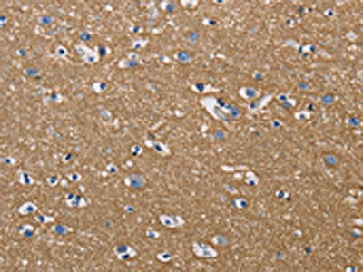 GPM6A Antibody