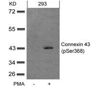 Phospho-GJA1 (Ser368) Antibody