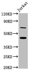 ERI1 Antibody