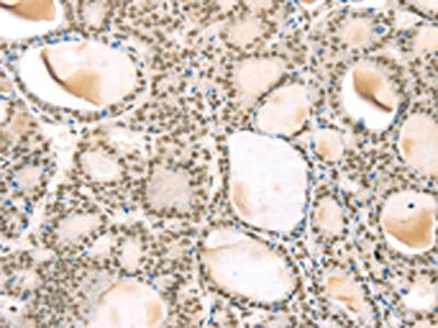 TSPAN13 Antibody
