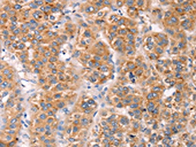 MLNR Antibody