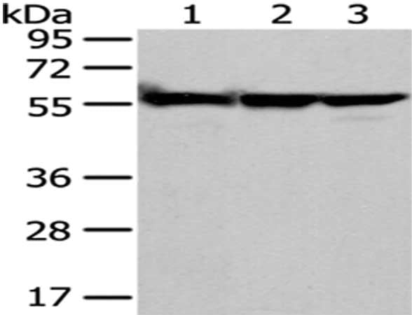 FYN Antibody