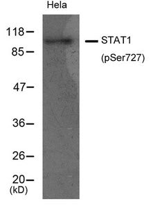Phospho-STAT1 (Ser727) Antibody