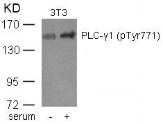 Phospho-PLCG1 (Tyr771) Antibody