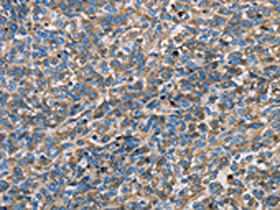 APOA1 Antibody