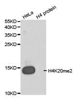 Histone H4K20me2 Antibody