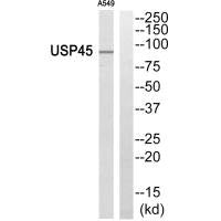 USP45 Antibody