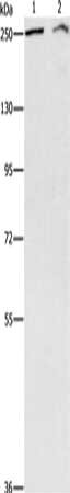 ARID1A Antibody