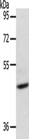 ADIPOR1 Antibody