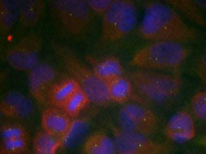 GRIA1 (Ab-863) Antibody