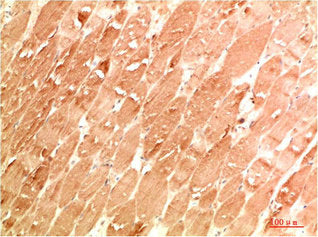 ATG4A Antibody