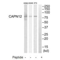 CAPN12 Antibody