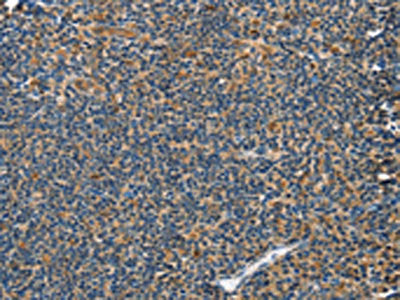 GRB7 Antibody