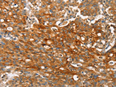 CLDN11 Antibody