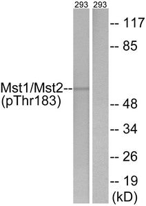 Phospho-STK4 (Thr183) Antibody