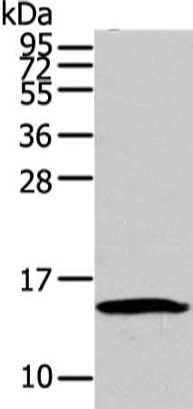 HMGA1 Antibody