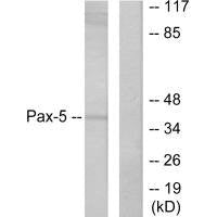 PAX5 Antibody