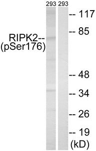 Phospho-RIPK2 (Ser176) Antibody