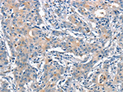 ANAPC1 Antibody