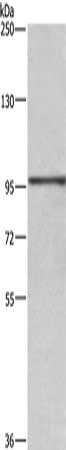 RB1 Antibody