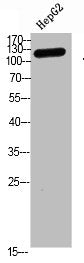 TERT Antibody