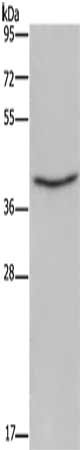 ELAVL3 Antibody