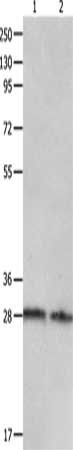 CA2 Antibody