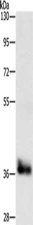 CEBPE Antibody