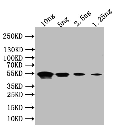 Flagellin Antibody