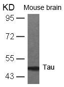 MAPT (Ab-231) Antibody